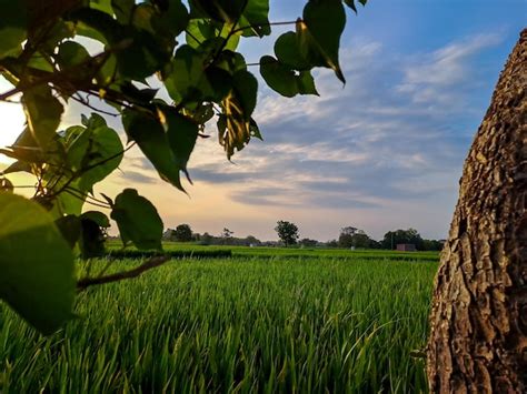  Zen Garden of Yogyakarta: A Tranquil Escape into Nature's Embrace!